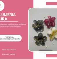 Jedai Rambut Kamboja