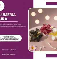 Jedai Rambut Kamboja