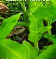 Pisang Raja Di Jogja