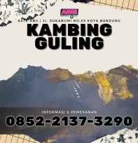 jual kambing guling