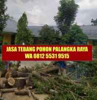 tebang pohon