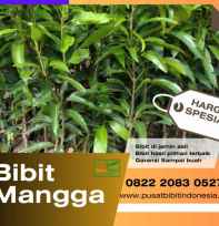 Bibit Mangga