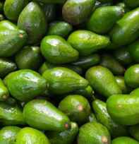 Supplier Alpukat
