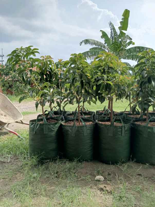 produk lain banyuwangi