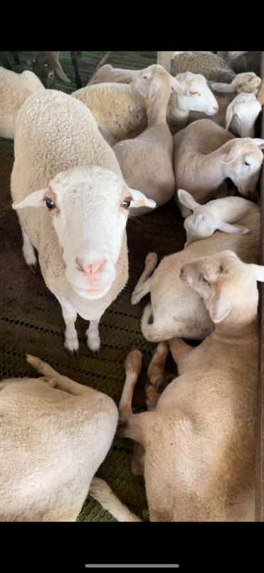 produk lain kertosono