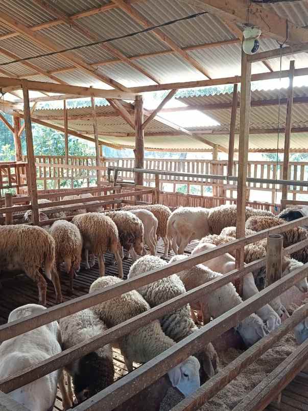 produk lain ngronggot