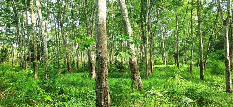 tanah muara enim