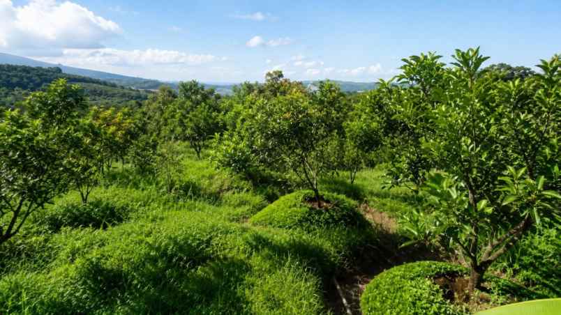 tanah sukabumi